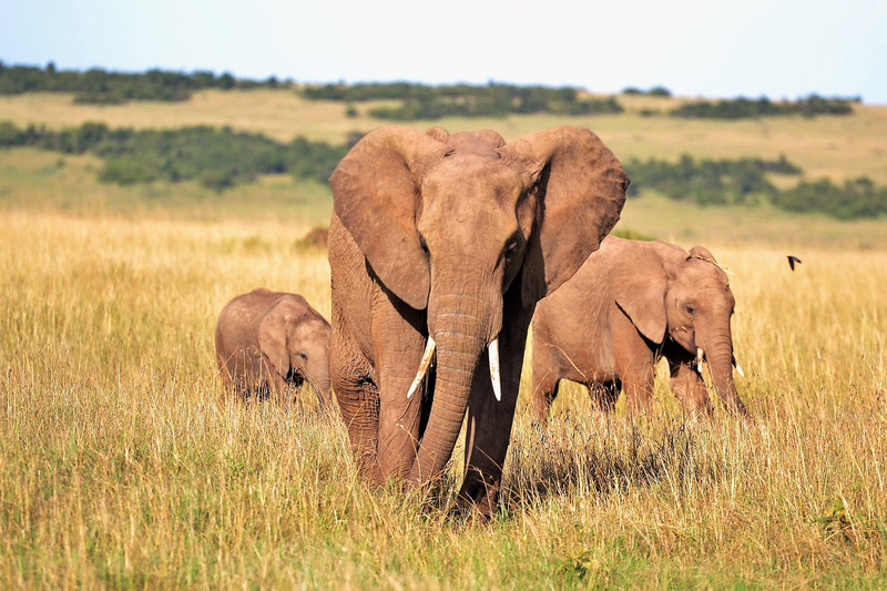 Safari in the Serengeti