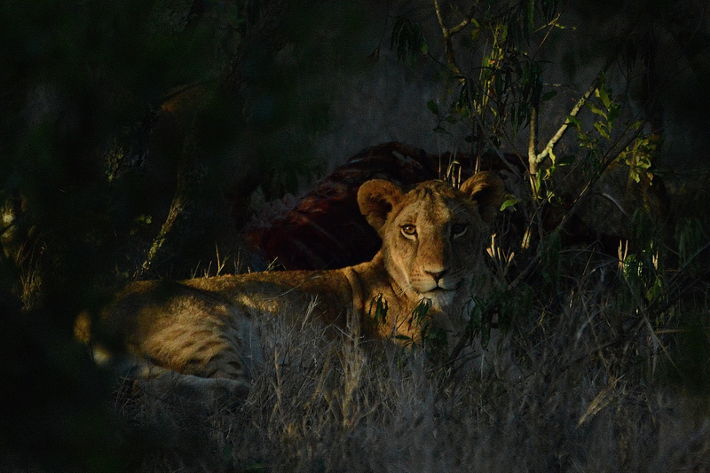 Lion Safari in Africa